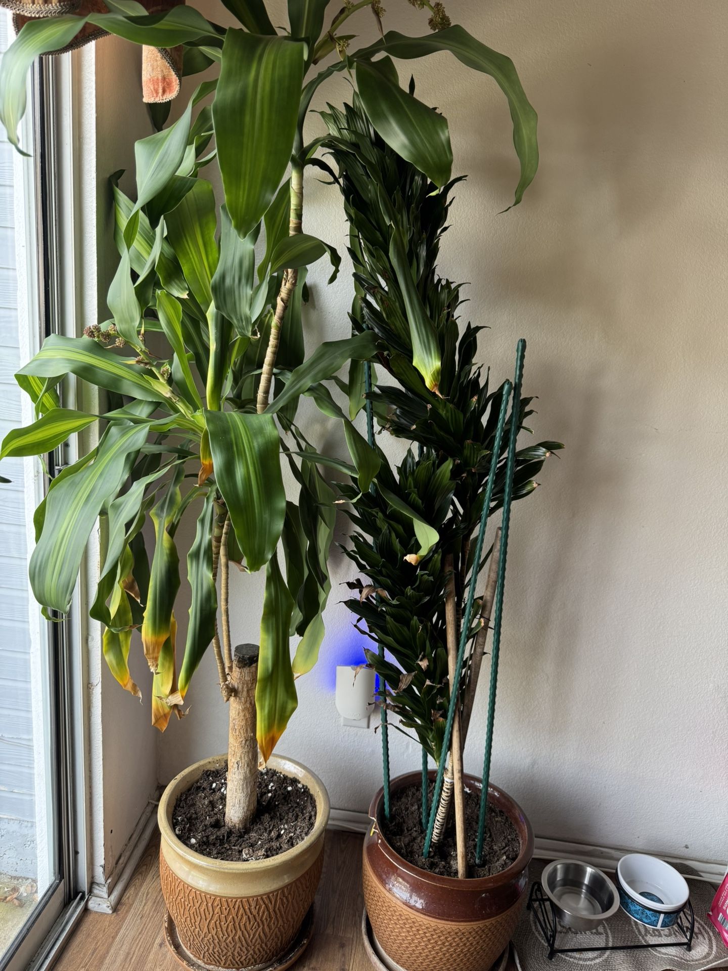 Indoors natural plants