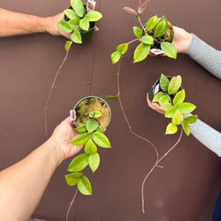 4” hoya bright one