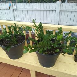 Indoor Plants For Sale 