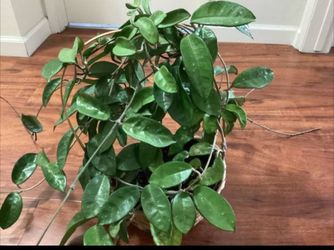 Hoya Live Plant