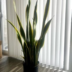Snake Plant 
