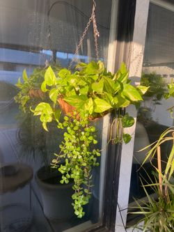 4 Money Plants (Great for Feng Shui)