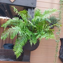 Macho Fern  - Live Plant (2) $30 Each