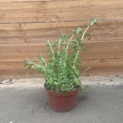 Planta De Vaporu