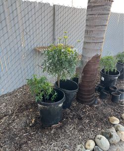 Plant chaya  medicinas para diabetis.
