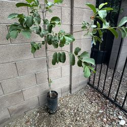 Pink Apple Guava Tree 