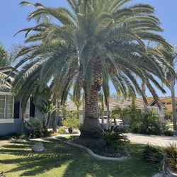 Palm Trees