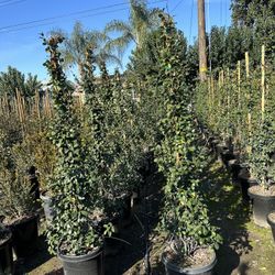 Star Jasmine 