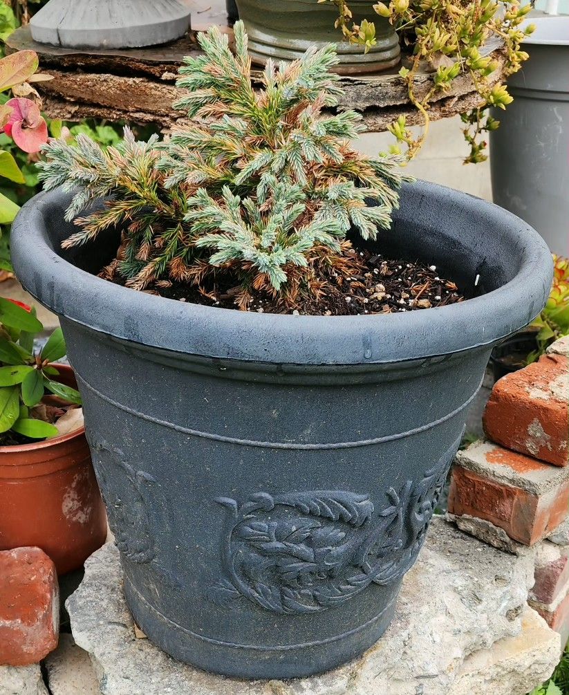 Vintage Large Decrotive Urn Style Planter with Plant