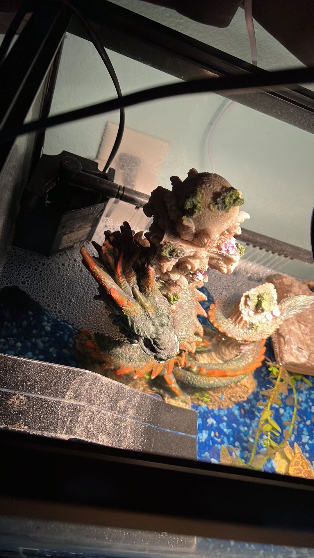Rare Turtle Plus A 25 Gallon Tank 