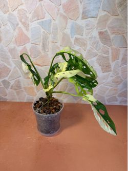 Monstera Adansonii Albo Plant - 5inch #13