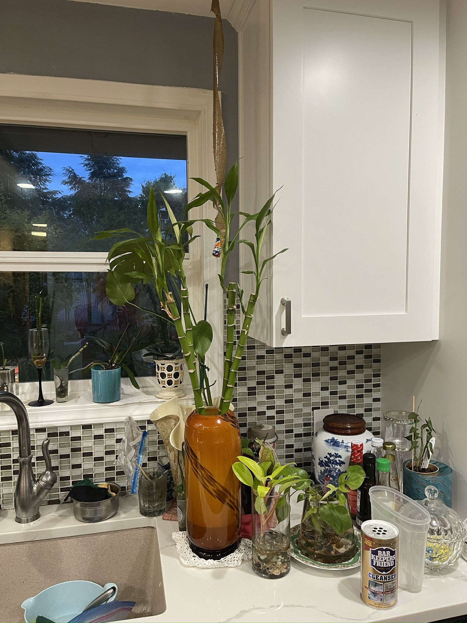 Lucky Bamboo Plants, 24 Inches Tall, $7 Each
