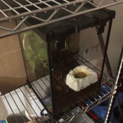 Gecko Mini Cage For Sale 