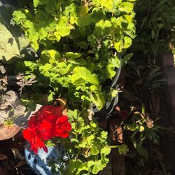 Planta Ya Desarollada $10