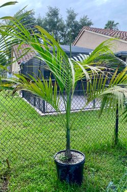 Dictyosperma album var rubrum, Red Princess, hurricane palm