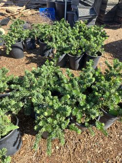 5 gallon Plants for sale!