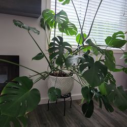 Large Monstera Deliciosa (Swiss Cheese Plant)