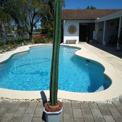 58" - 4 Ft 10" Peruvian Apple Cactus Cutting $70 -Ship $16 -White Flowers Red Edible Fruit 