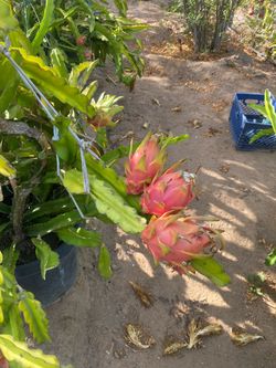 Dragon Fruits