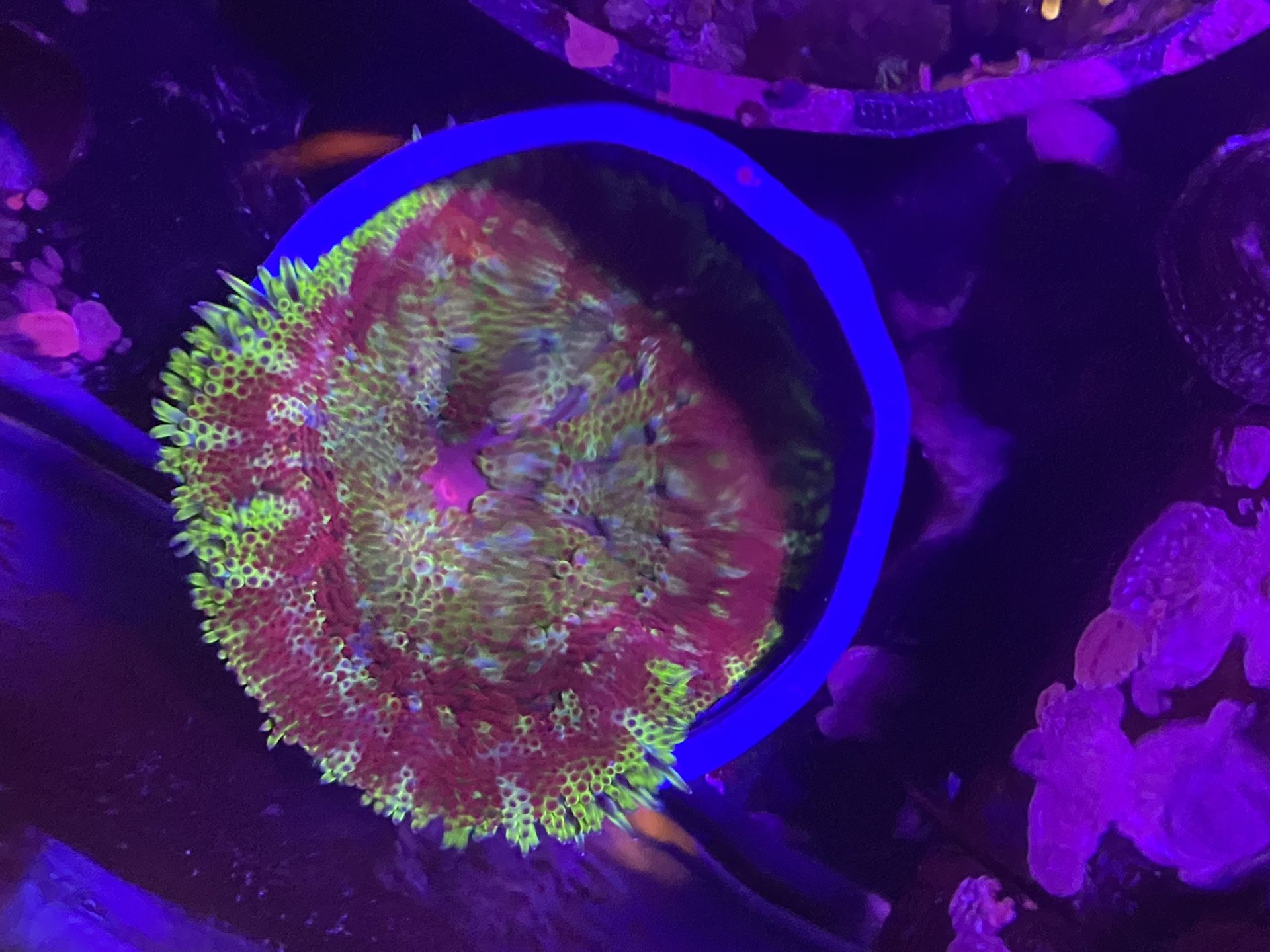 Fake Coral