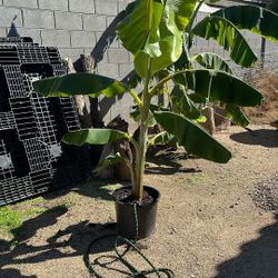 Blue Banana Tree - Won’t Sale Until Spring UPDATE*