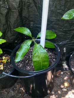 Mango plant