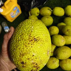 Ulu Breadfruit