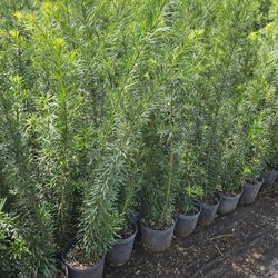 podocarpus Instant Privacy Hedge For Fence Green Full Ready 