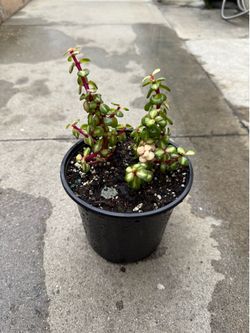Portulacaria Afra Variegata - Kaleidoscope/ Rainbow ( variegated elephant bush)