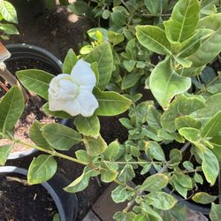 Big Gardenias Or Huele De Noche In 5G $45 Each Price Firm