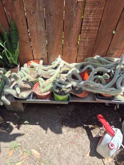 8" monkey tail
