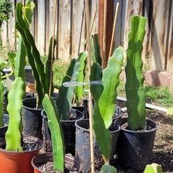 Dragon Fruit Rooted Plant White