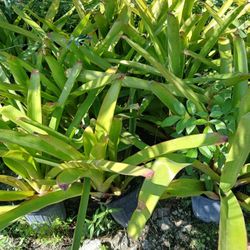 Bromeliad plants huge sale now $15
