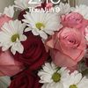 Ladybug23
