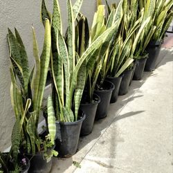 Snake Plants - 2 for $25 -  3ft tall
$10 each if you buy 4 or more