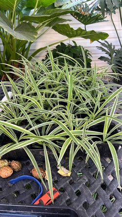 Spider plants