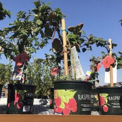 Latham Red Raspberry Seedling Plant 6-12" Tall Fully Rooted