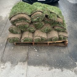 Marathon ( Fescue Sod)