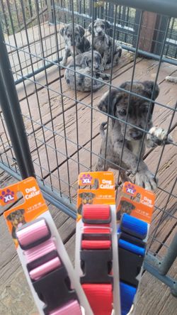 Great Dane Collars