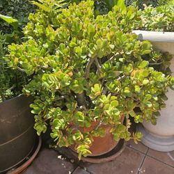 Huge Jade Plant