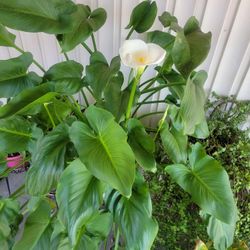 Alcatraz O Calla Lily Flower