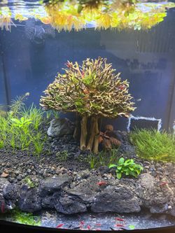 Aquarium Cherry Tank