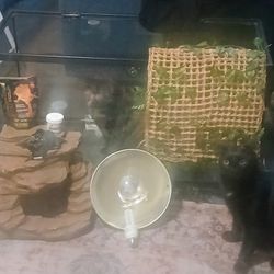 Large Reptile Enclosure With Lots Of Supplies!!