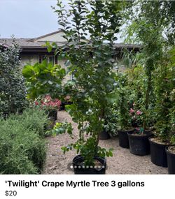 'Twilight' Crape Myrtle Tree 3 gallons
