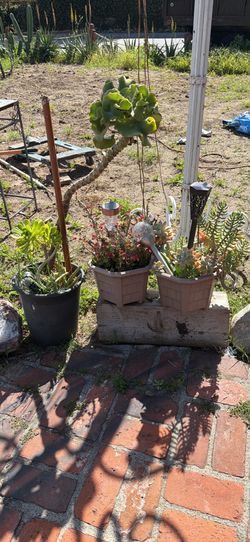 Plants and decoration