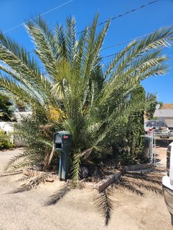 Date Palm
