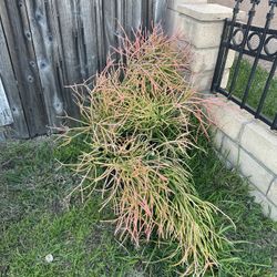 Fire Sticks 