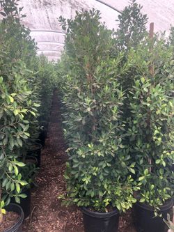 Ficus Laurels Nitida Fig