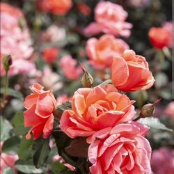 Mature Knock Out Coral Rose for sale 🌹✨
