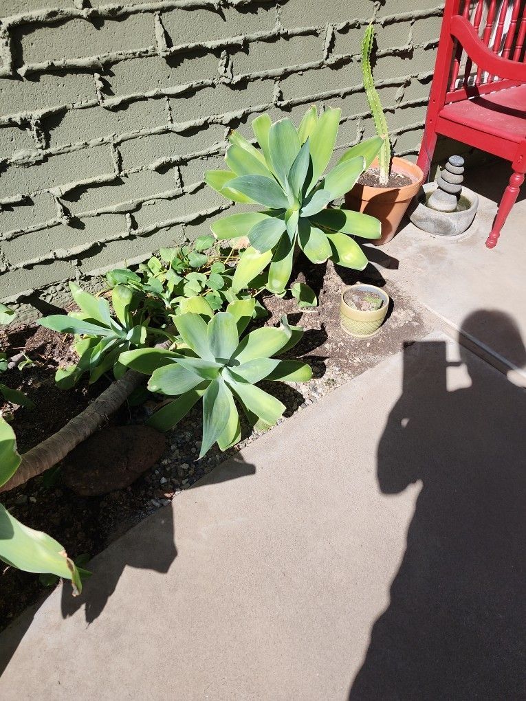 Gorgeous Agave Plants